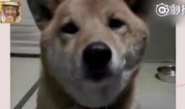 艺犬堂员工爆料视频大全,揭秘幕后真相与内幕视频大盘点